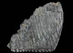 Mammoth Molar From South Carolina - Huge Specimen #66866-3